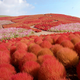 Illustration for article titled A never-ending ocean of 4.5 million flowers in Japan
